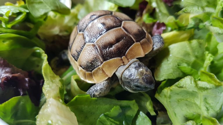 Choosing Between Russian and Greek Tortoises: A Comparative Analysis